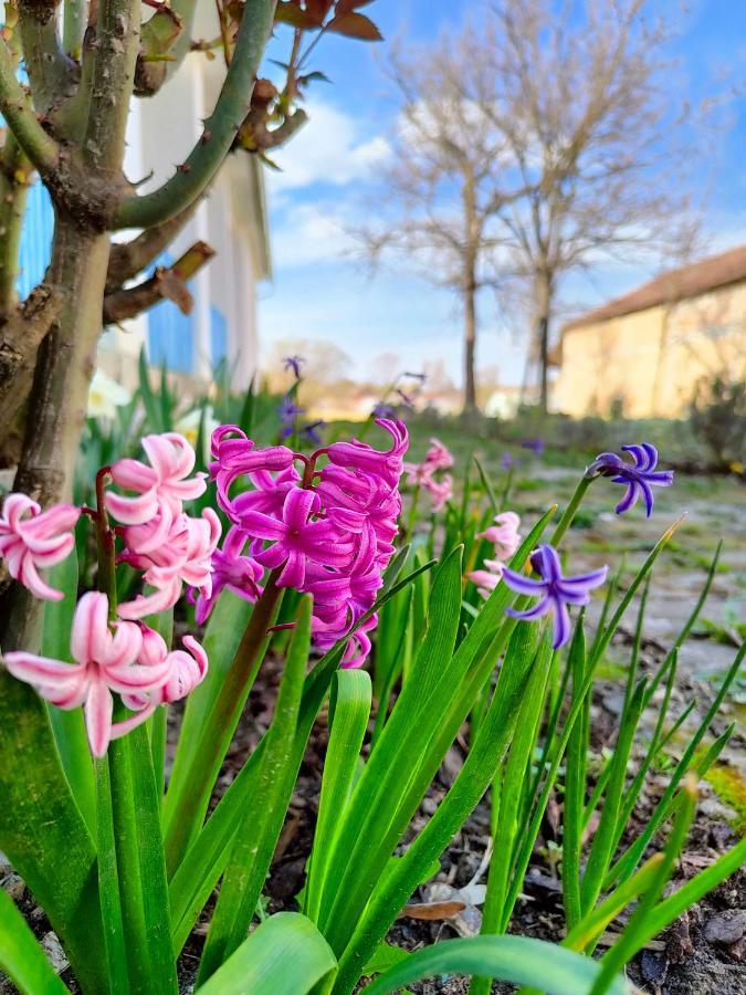 Ethno&Coffee House Tulip Bed and Breakfast Glozan Εξωτερικό φωτογραφία